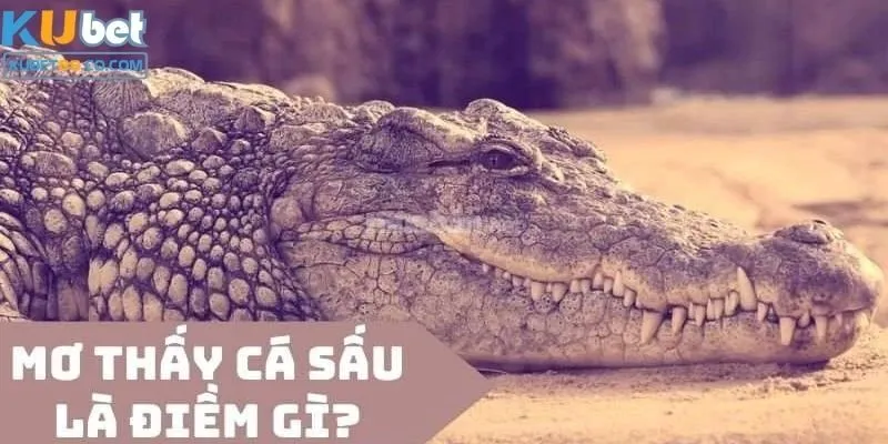 Mơ thấy con cá sấu ẩn chứa những ý nghĩa gì? 